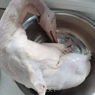 Make Duck step 1