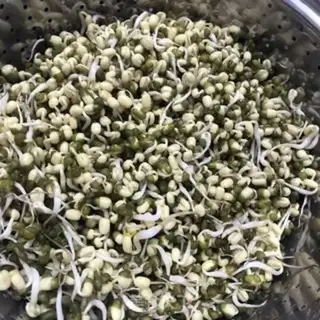 Make Spinach Sprout step 0