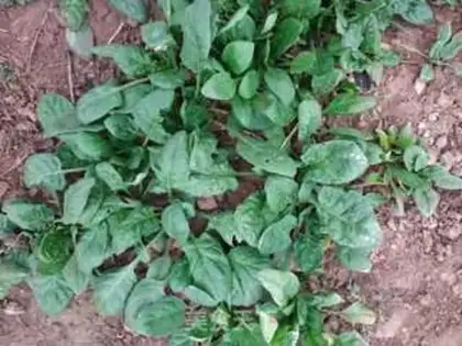 Make Handy spinach noodles step 0