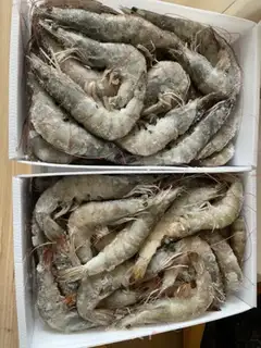 Make Shrimp step 0