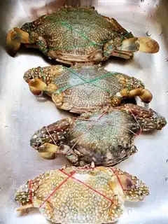 Make Crab fans step 0
