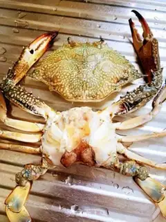 Make Crab fans step 1