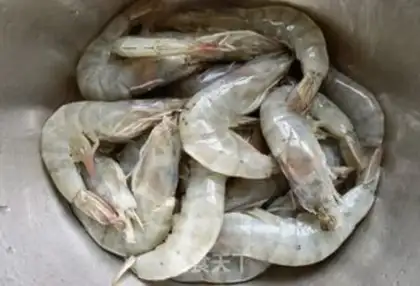 Make Shrimp step 0