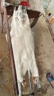 Make The whole pig step 3
