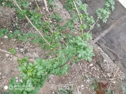 Make The five-leaf step 0