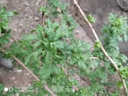 Make The five-leaf step 1