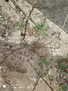 Make The five-leaf step 2
