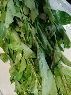 Make Soup from the twig step 0