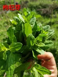 Make ♪ The cold sprouts ♪ step 0