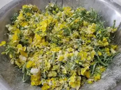 Make Scorch oil step 8