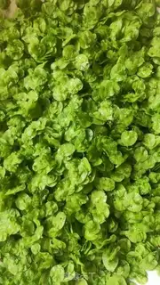 Make The money for spring food is just right step 0