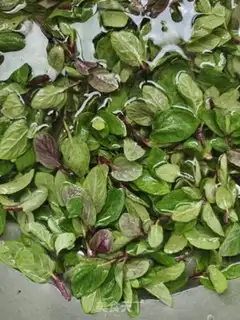 Make Mint step 1