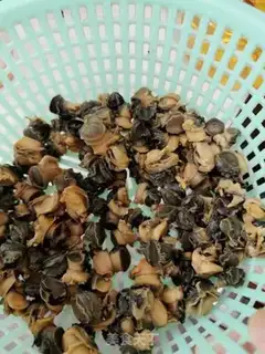 Make Wild pickles with snails step 5