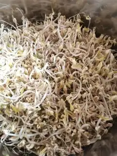 Make Auto green bean sprouts step 4