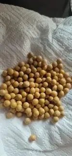 Make Soybeans step 1