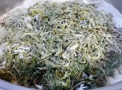 Make Powdered artemisinin step 8