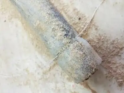 Make Donkey rolls step 21