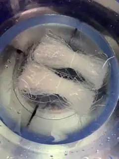 Make Shrimp fans step 0