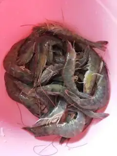 Make Shrimp step 0