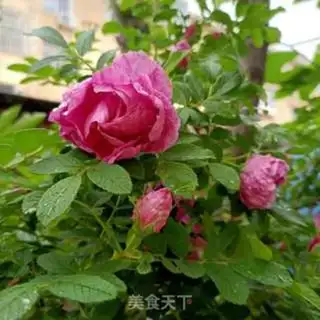 Make Rose petal dry step 0