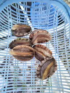 Make Clean abalone step 0