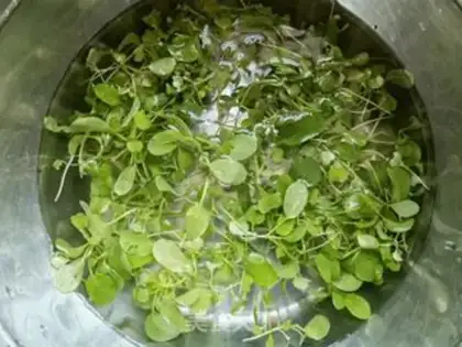 Make Chicken caterpillar omelet sprouts step 0