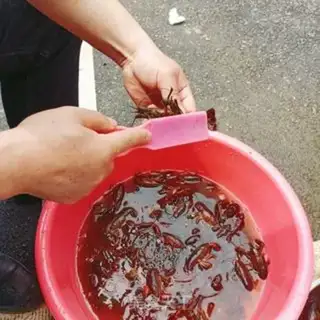 Make Spicy lobster step 0