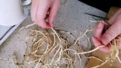 Make Wolftooth potatoes step 4