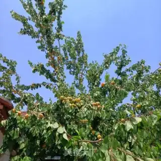 Make Sugar apricot step 0