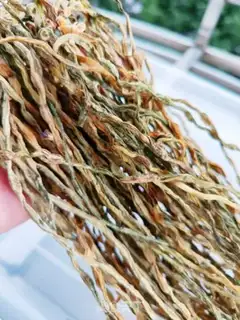 Make Beans dry step 5