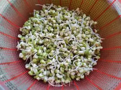 Make Auto green bean sprouts step 3