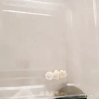 Make Handmade clean soup step 11