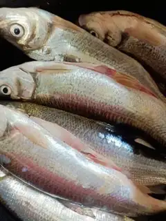 Make Creamfish step 0