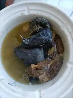 Make A chicken soup with sheep