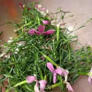 Make Rock bamboo tea step 1