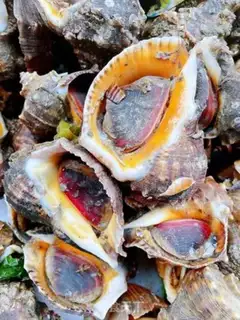 Make Snails with carrots step 0