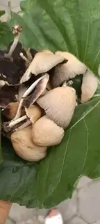Make Willow mushroom pigeon soup step 0
