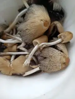 Make Willow mushroom pigeon soup step 1