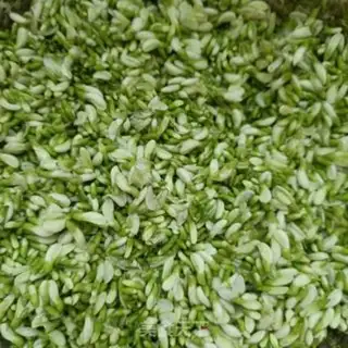 Make Tea with rice step 2