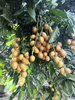 Make Homemade yellow honey step 0