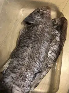 Make The halibut step 0