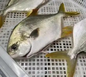 Make Red-burned goldfish step 0