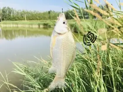 Make A beer and a fish step 0