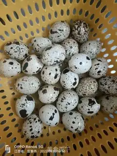 Make Meatball roasted quail eggs step 0