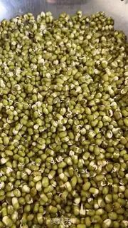 Make Auto green bean sprouts step 2