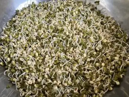 Make Auto green bean sprouts step 3