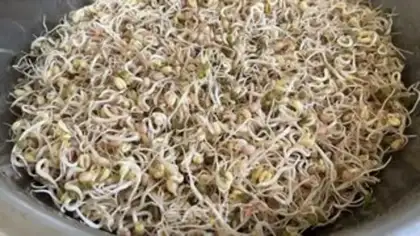 Make Auto green bean sprouts step 5