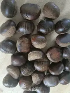 Make Chestnut step 1