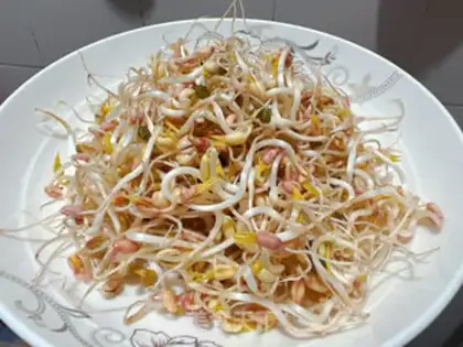Make Auto green bean sprouts step 6