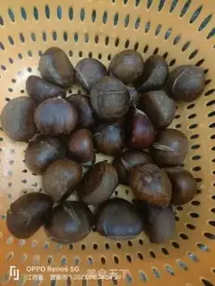 Make Chestnut step 4